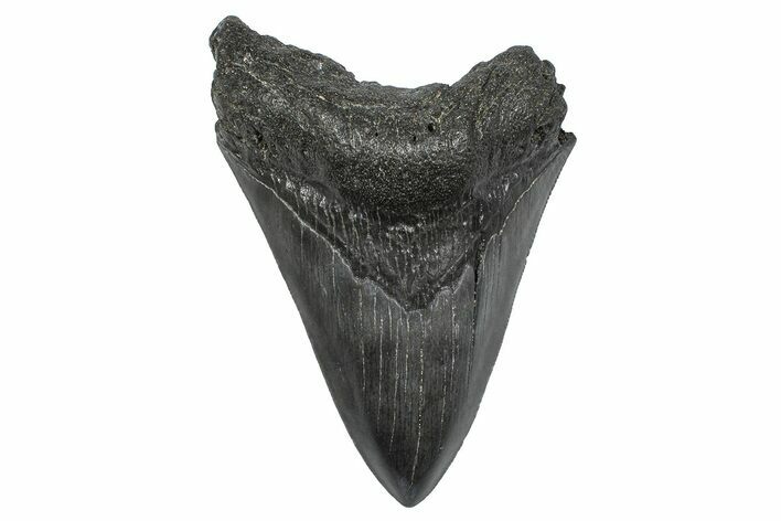 Fossil Megalodon Tooth - South Carolina #346177
